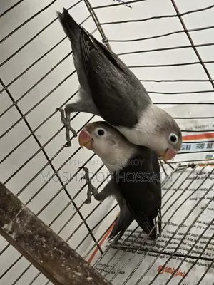 Love Bird Pakhi