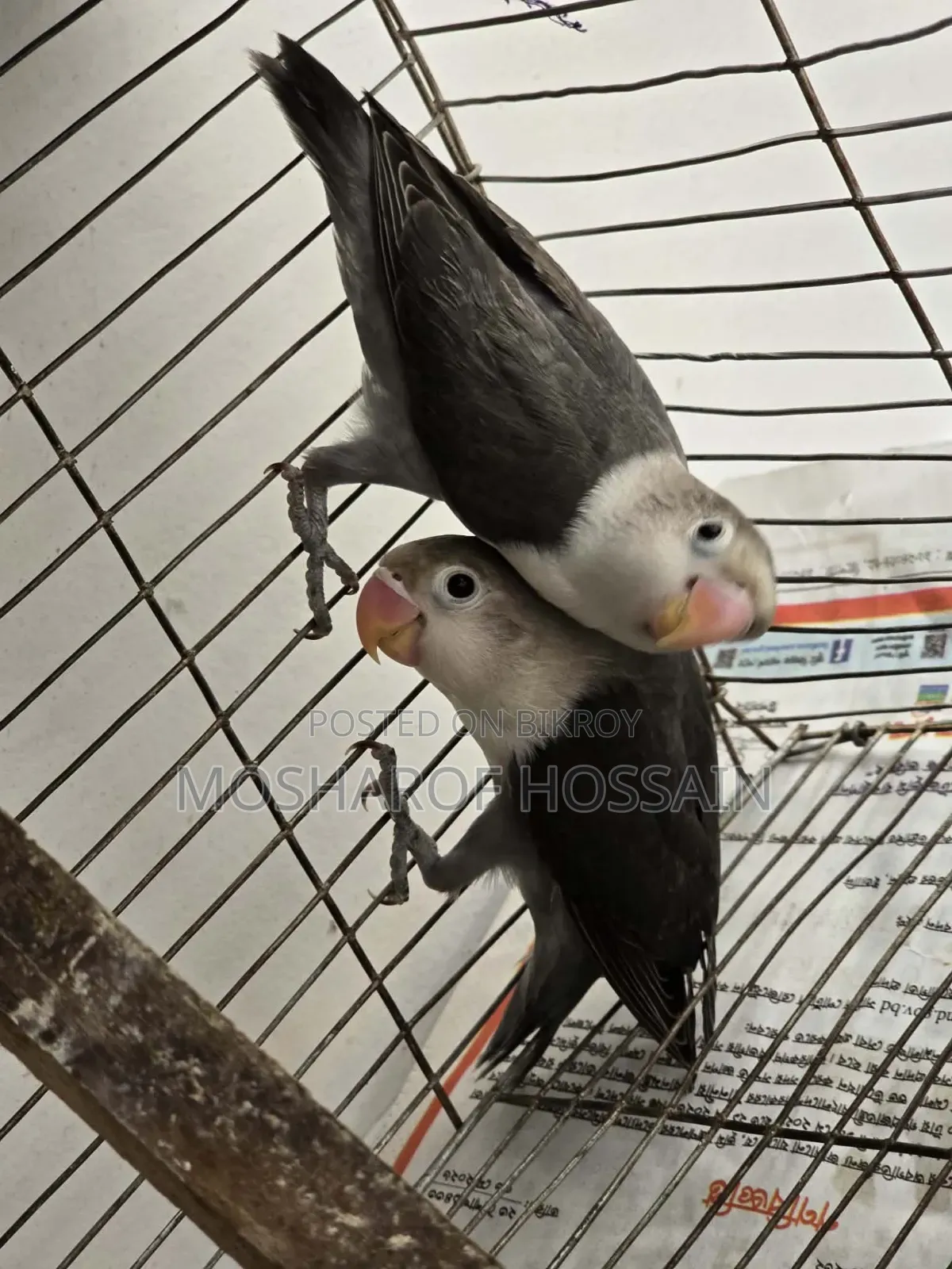 Love Bird Pakhi