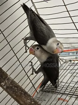 Love Bird Pakhi