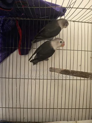 Love Bird Pakhi
