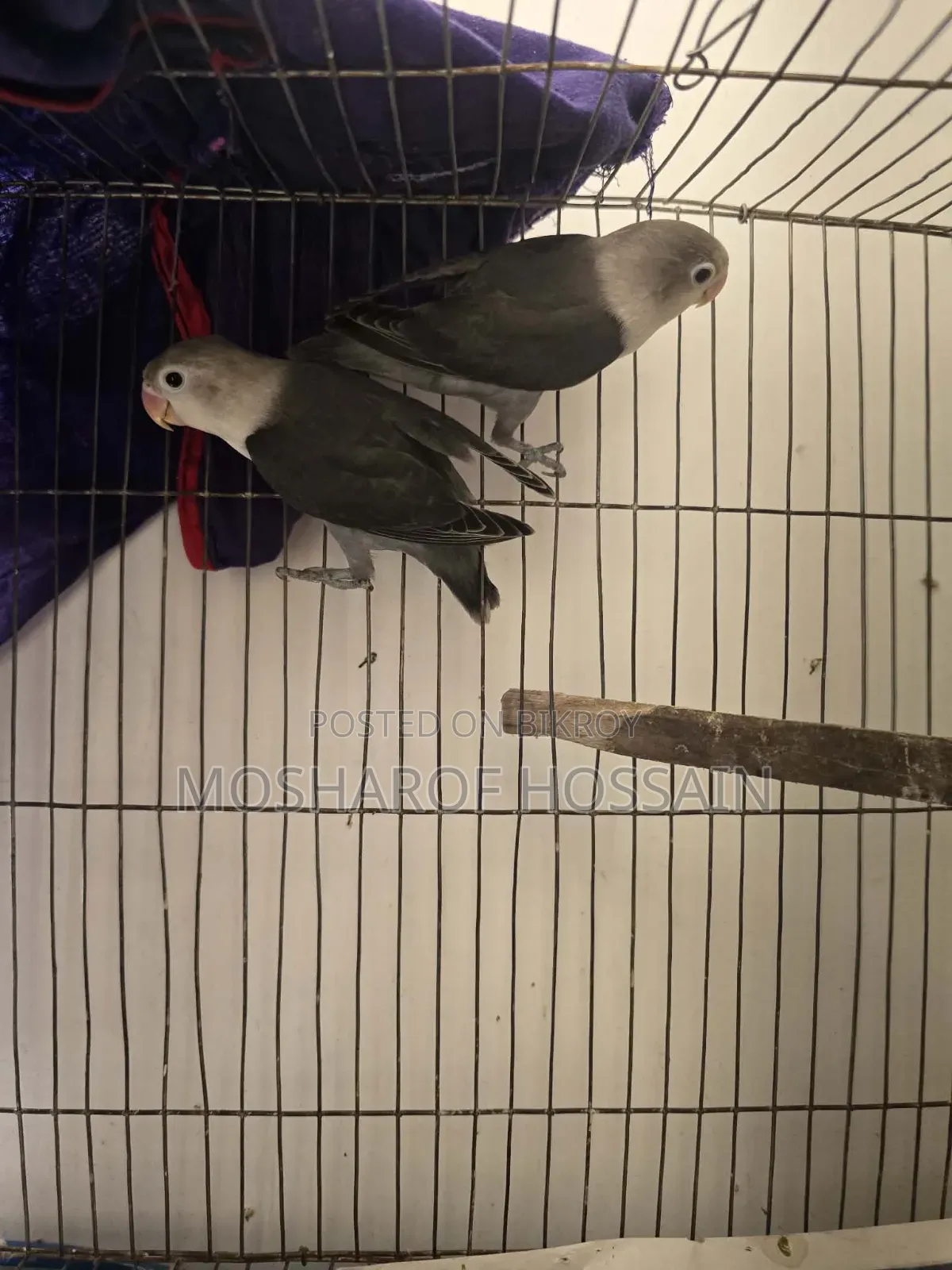 Love Bird Pakhi
