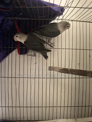 Love Bird Pakhi