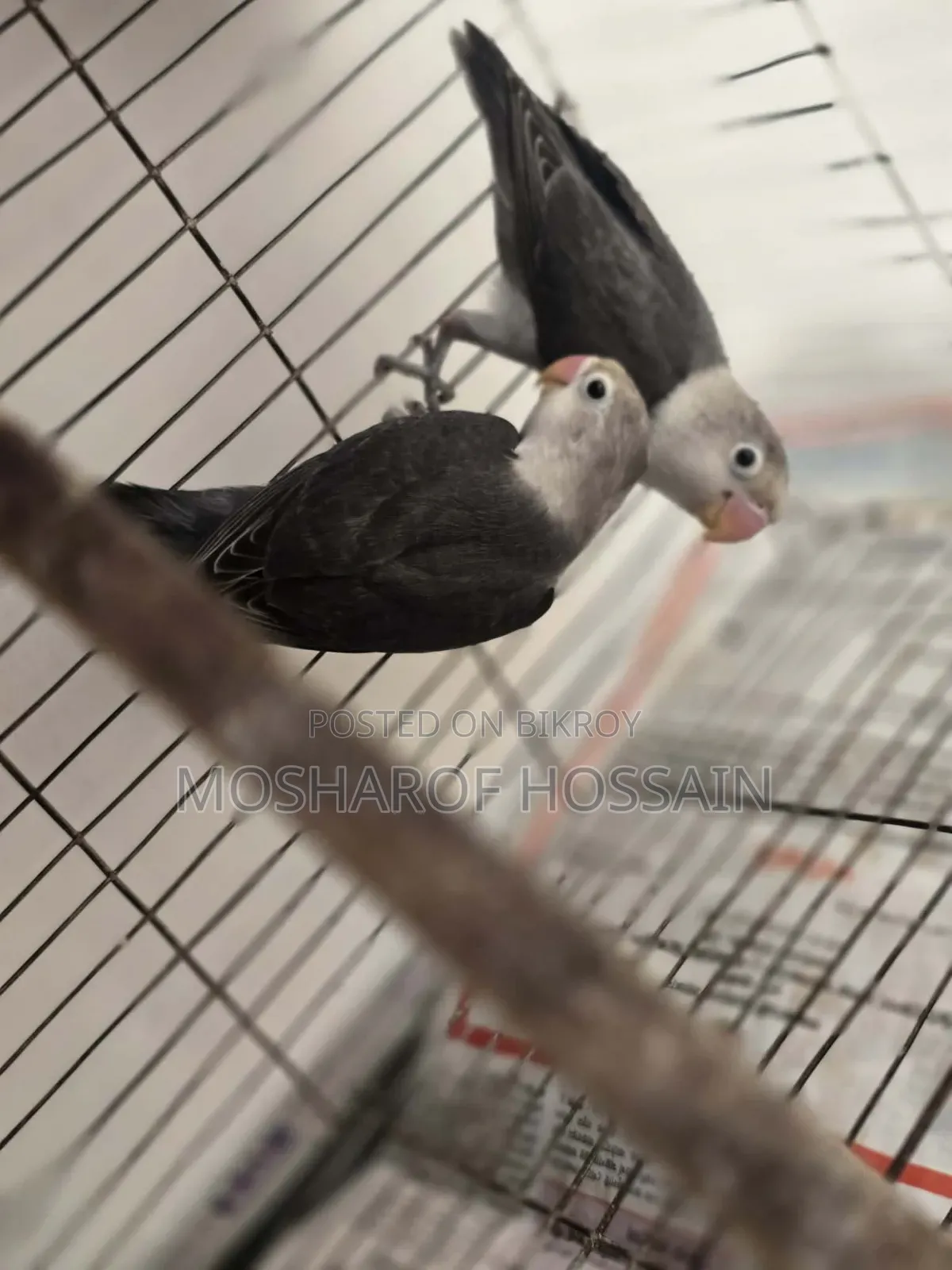 Love Bird Pakhi