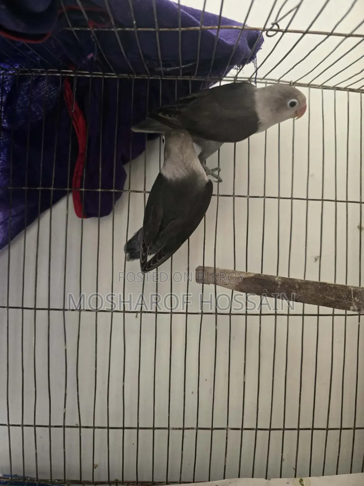 Love Bird Pakhi