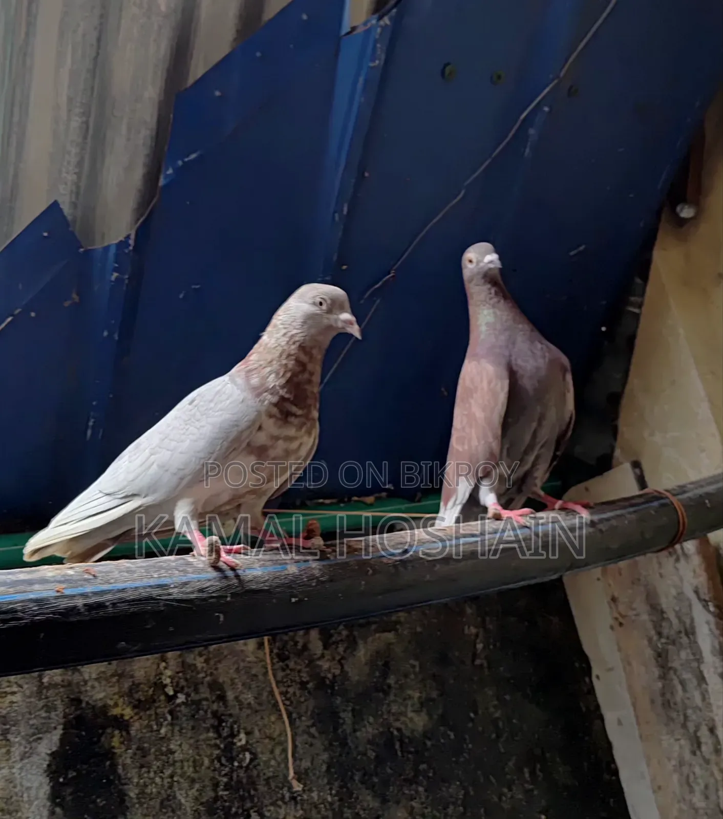 2 Pairs of Golla Pigeons for Sale