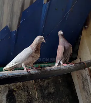 2 Pairs of Golla Pigeons for Sale