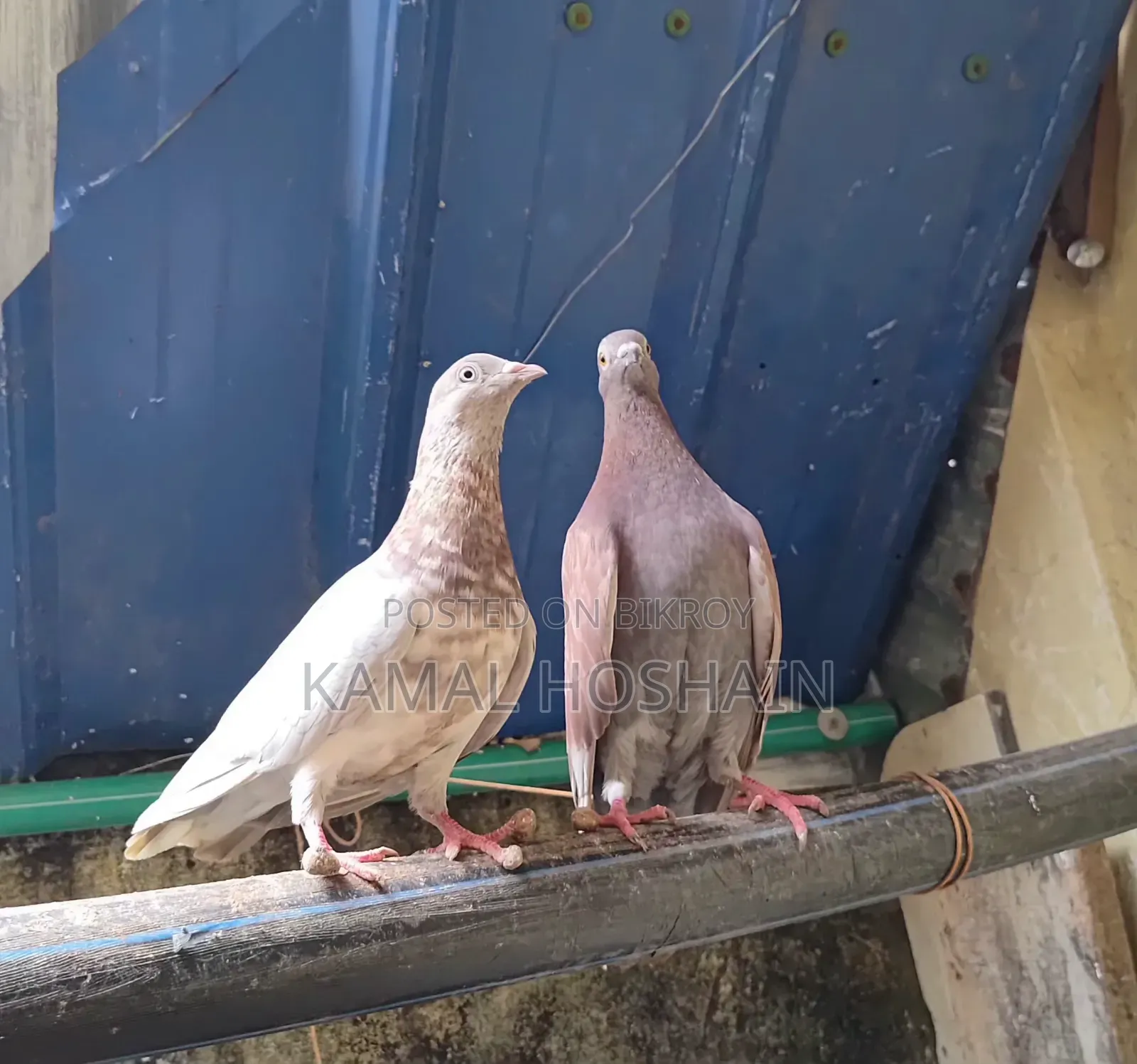2 Pairs of Golla Pigeons for Sale