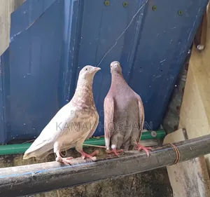 2 Pairs of Golla Pigeons for Sale