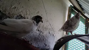 2 Pairs of Golla Pigeons for Sale