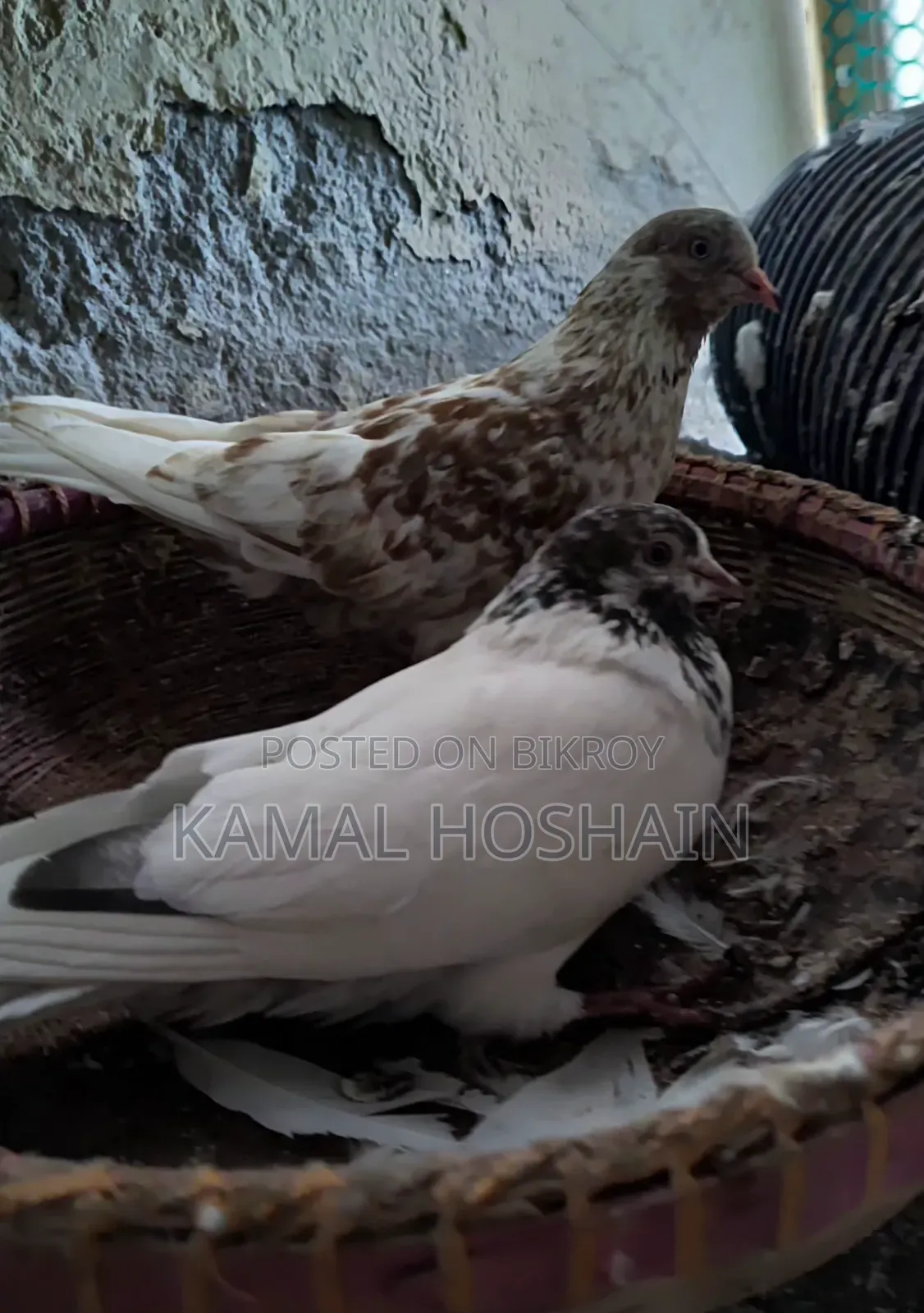 2 Pairs of Golla Pigeons for Sale