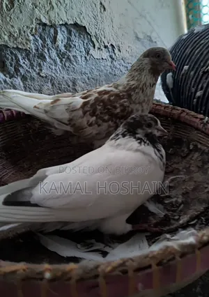 2 Pairs of Golla Pigeons for Sale