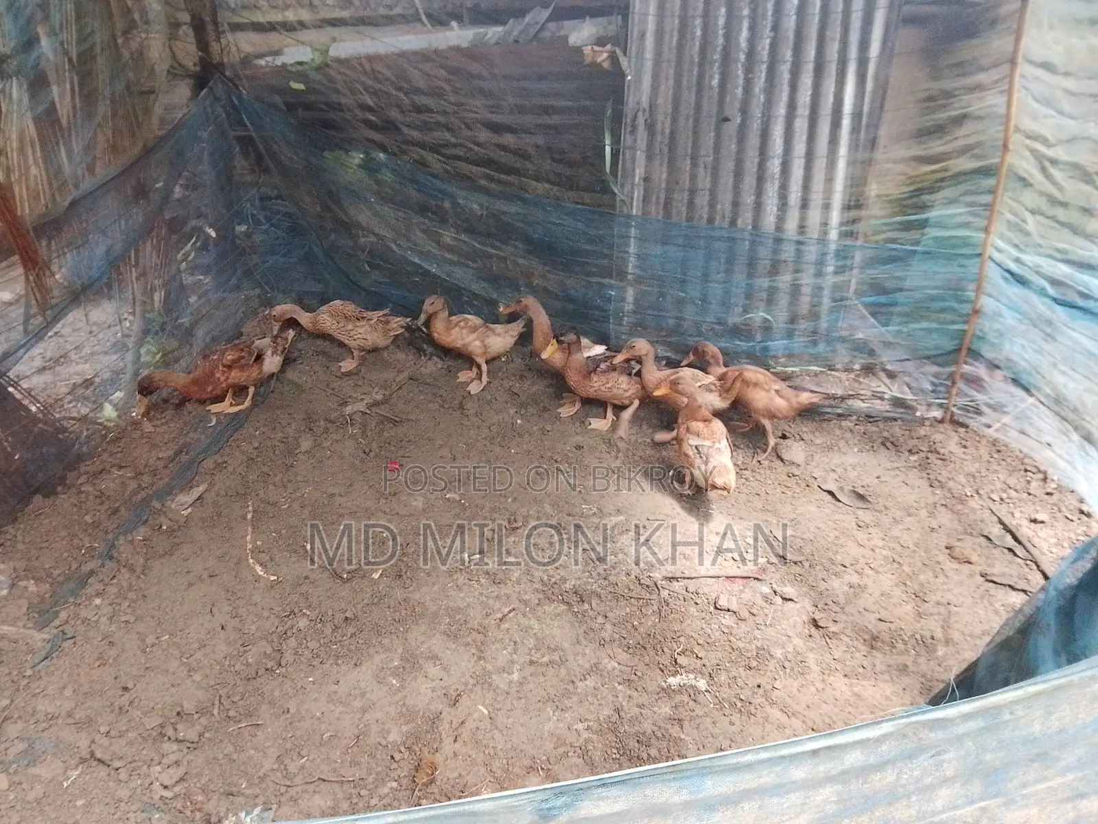 খাকি ক্যামবেল হাঁস