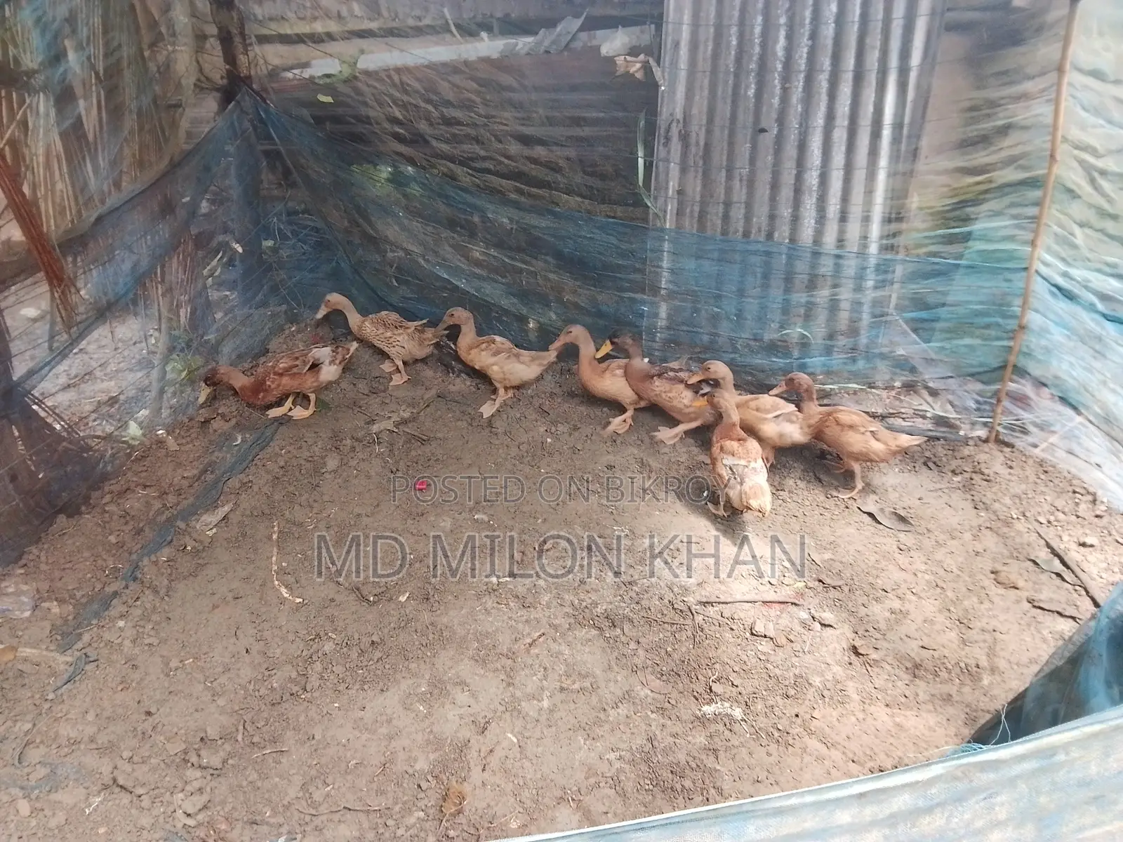 খাকি ক্যামবেল হাঁস