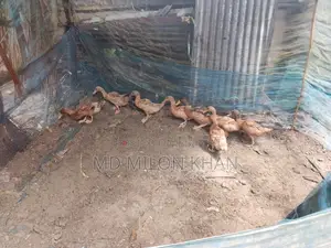 খাকি ক্যামবেল হাঁস