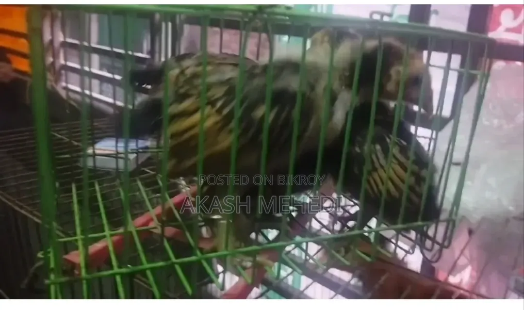 4 pieces Golden Sebright chicken chicks for sale or exchange