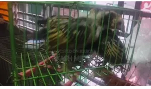 ৪ পিছ গোল্ডেন সেবরাইট মুরগির বাচ্চা বিক্রি অথবা এক্সচেঞ্জ করতে চাই