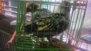 4 pieces Golden Sebright chicken chicks for sale or exchange