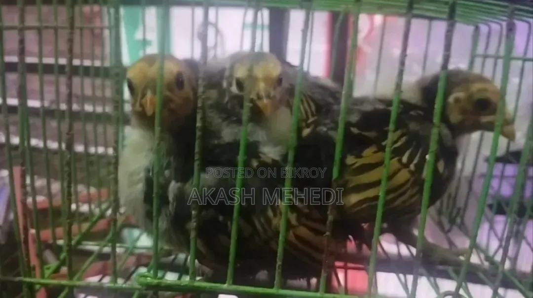4 pieces Golden Sebright chicken chicks for sale or exchange