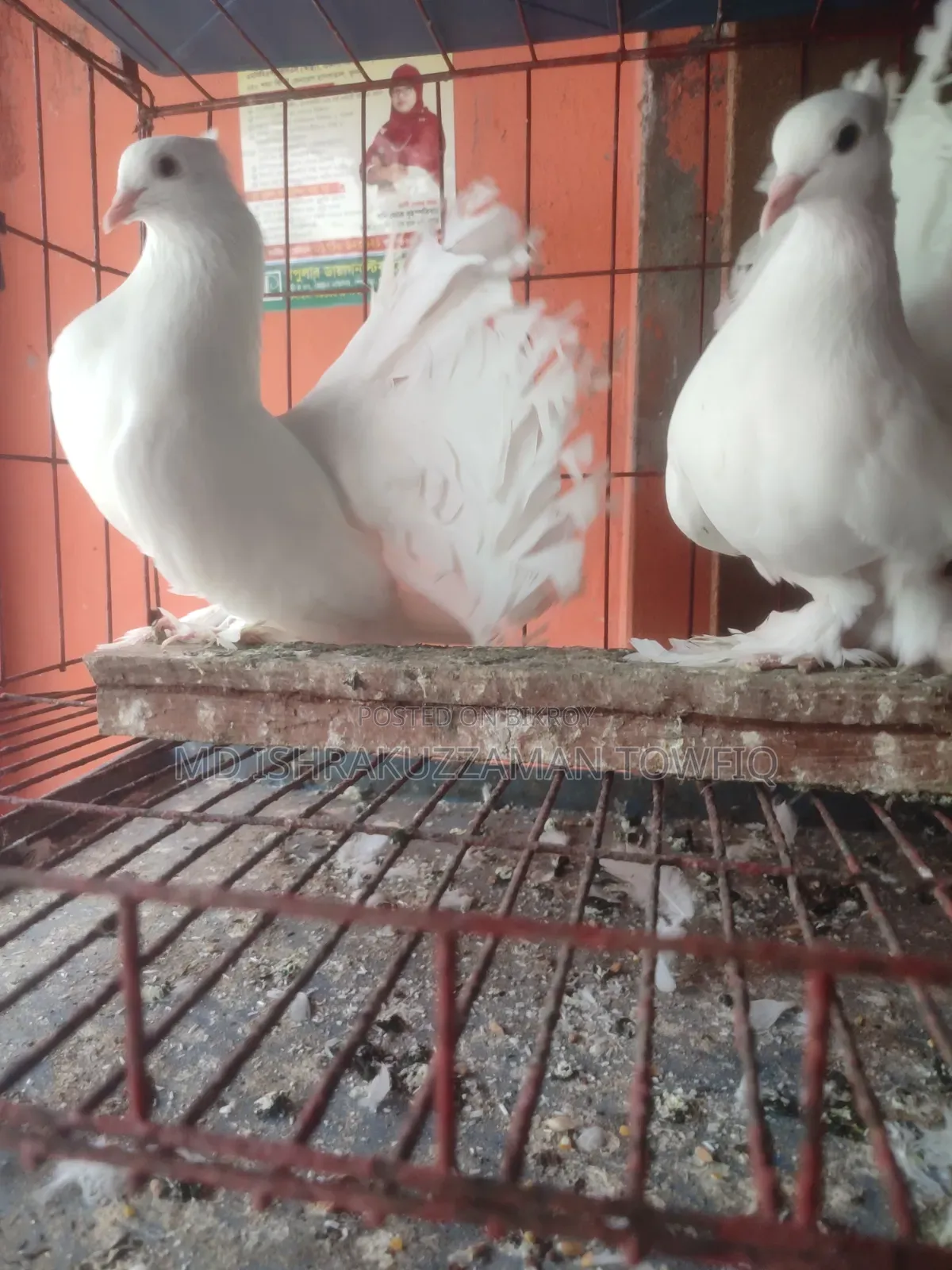 Lakha running pair