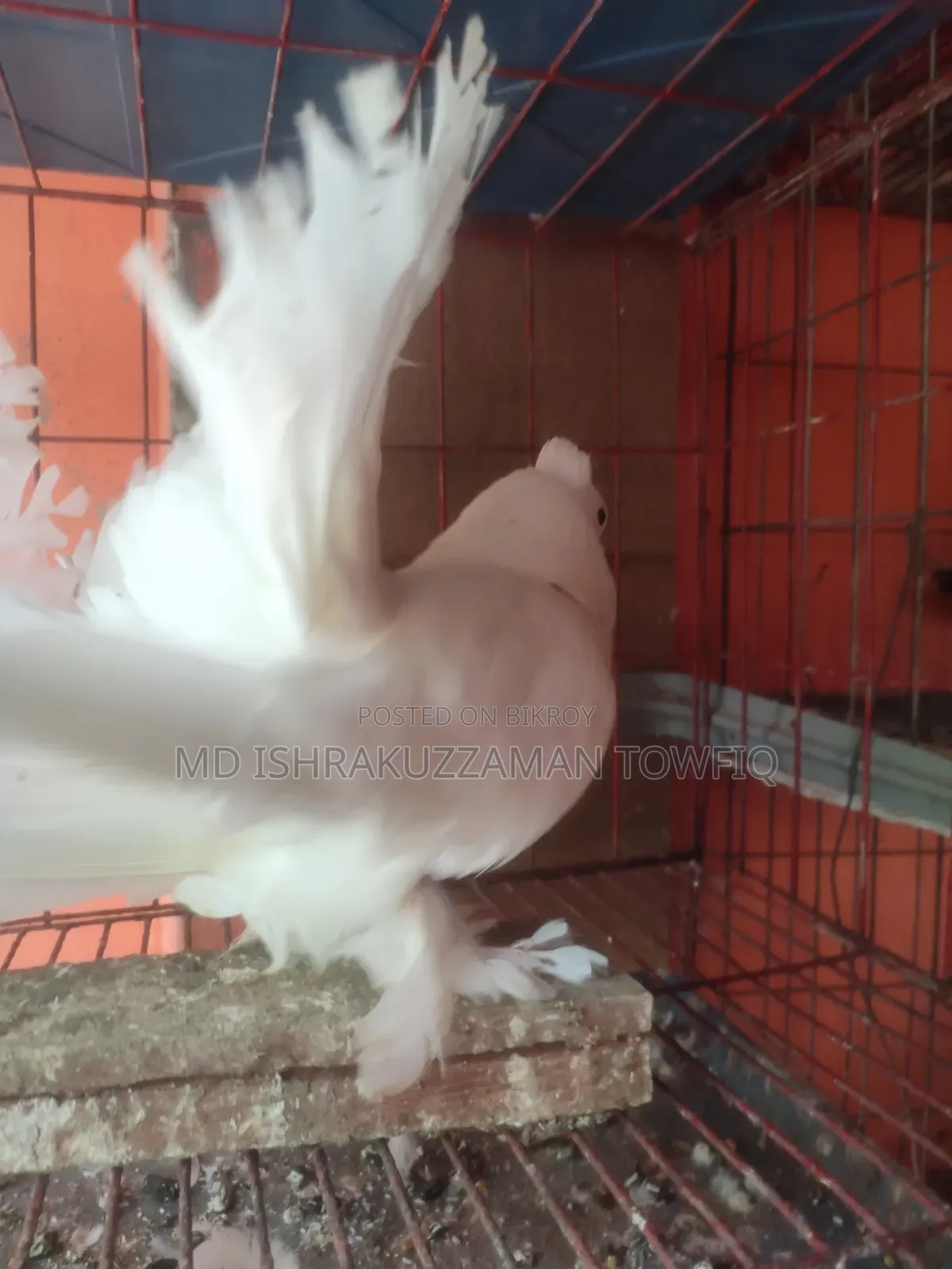 Lakha running pair