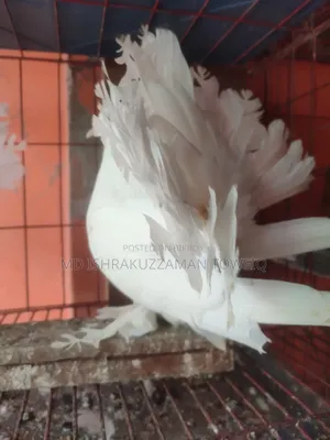 Lakha running pair