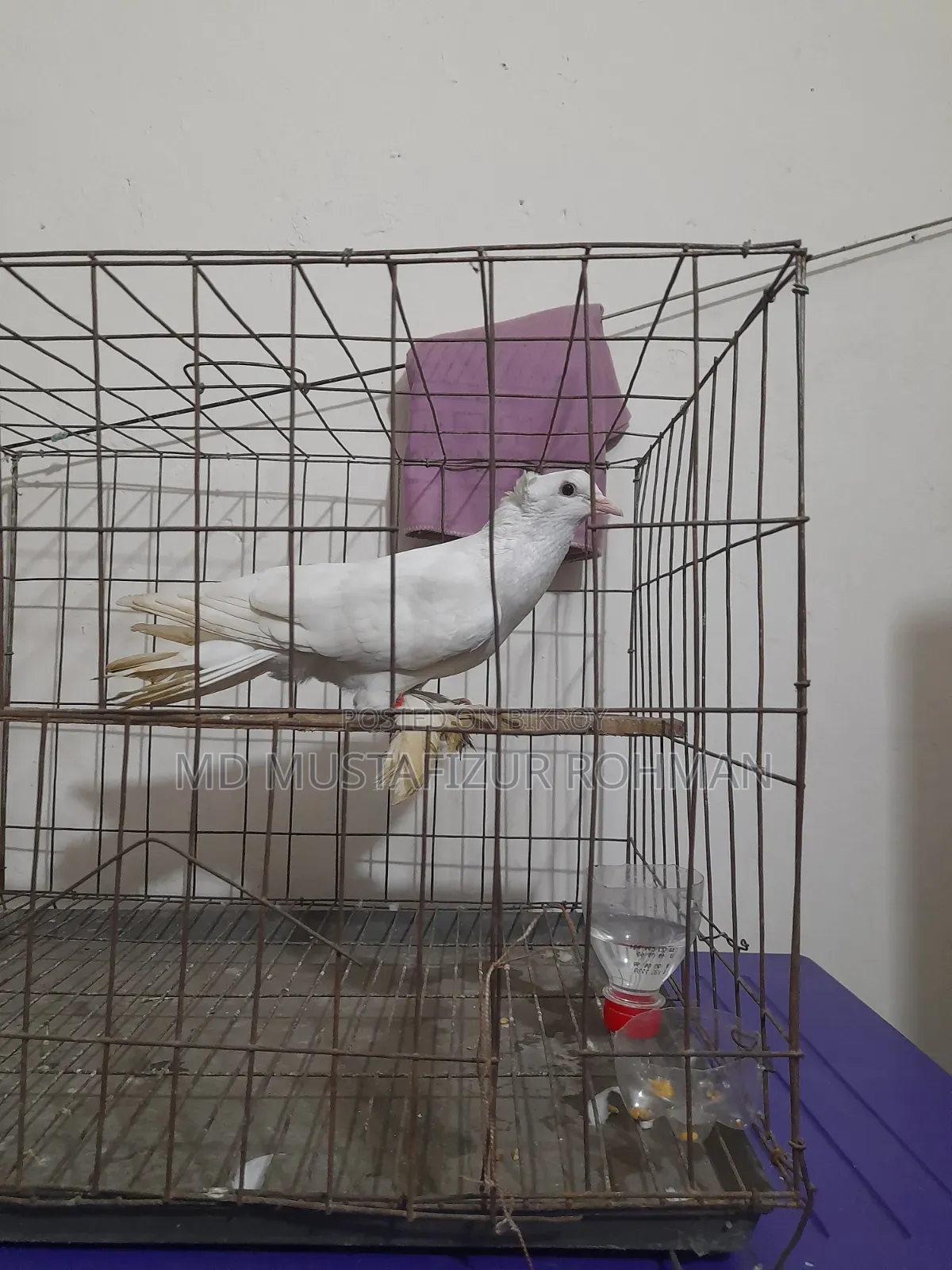 Running Pigeon