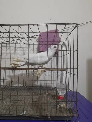 Running Pigeon