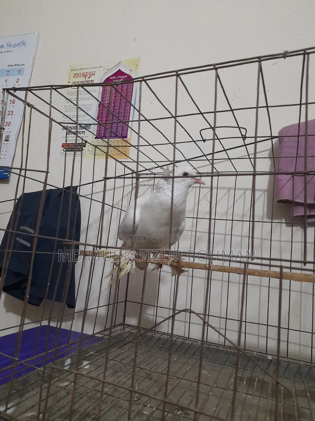 Running Pigeon