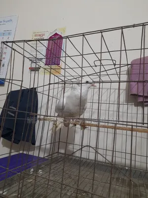 Running Pigeon