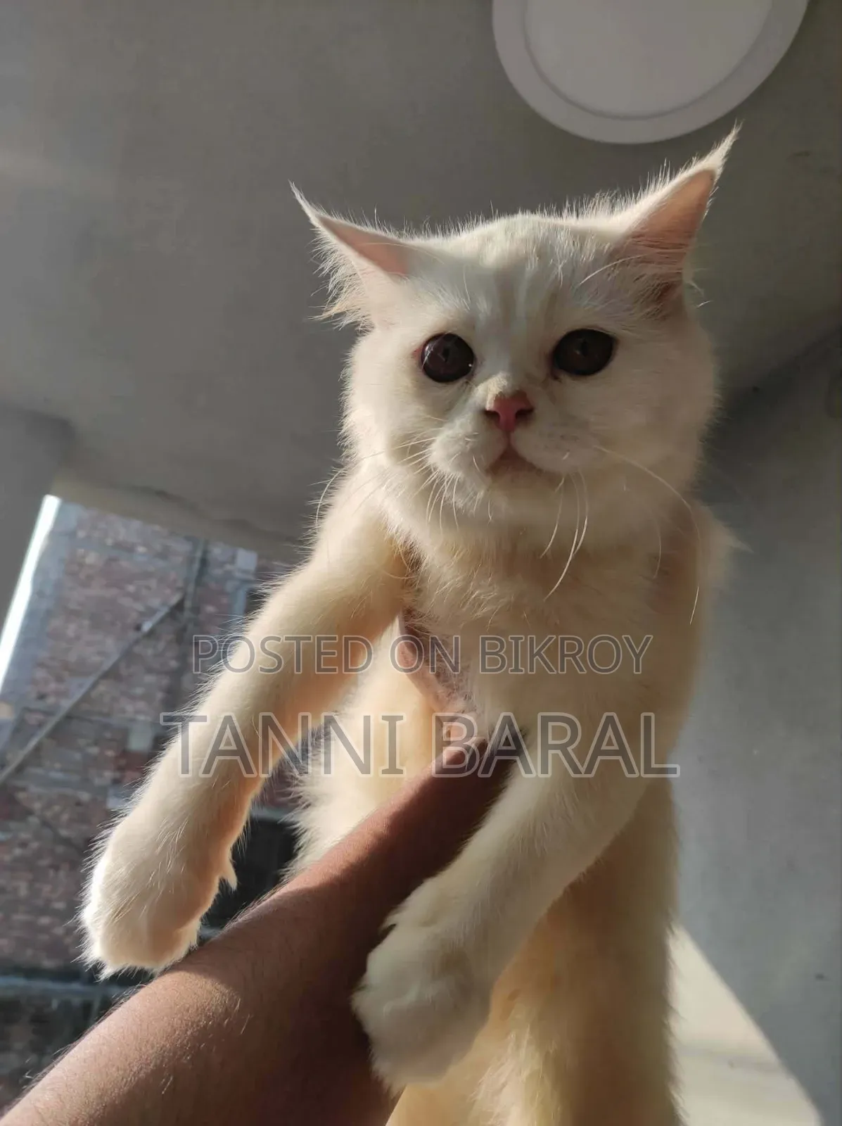 ১+ বছরের স্ত্রী বিশুদ্ধ পার্সিয়ান বিড়াল