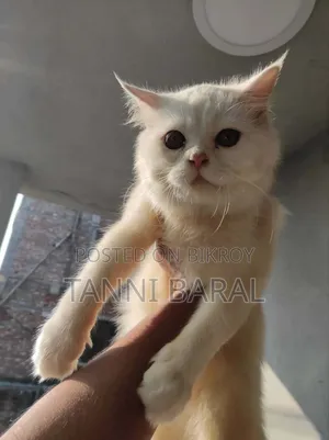 ১+ বছরের স্ত্রী বিশুদ্ধ পার্সিয়ান বিড়াল