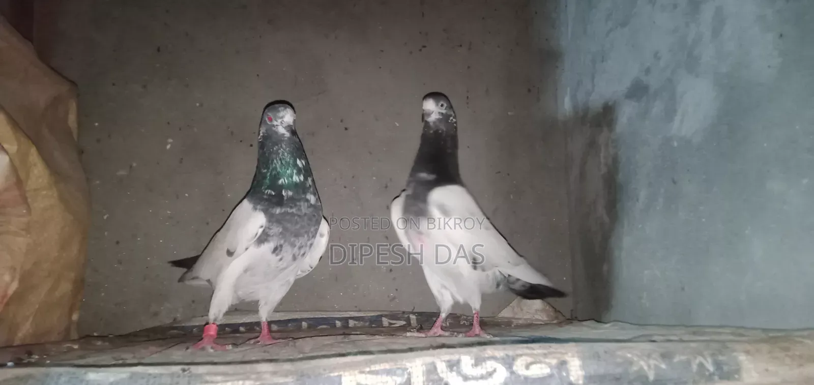 Some good quality pigeons