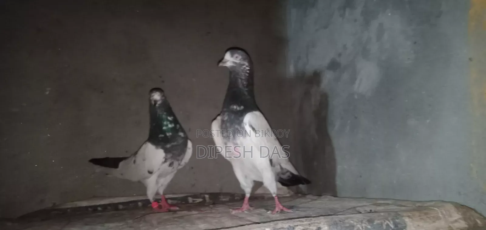Some good quality pigeons