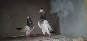 Some good quality pigeons