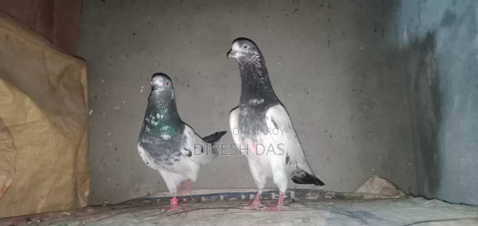 Some good quality pigeons