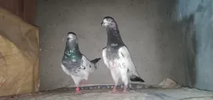 Some good quality pigeons