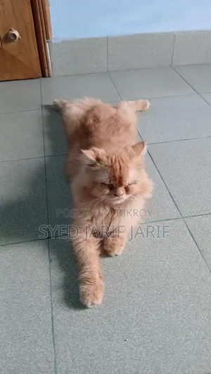 1+ year Male Purebred Persian