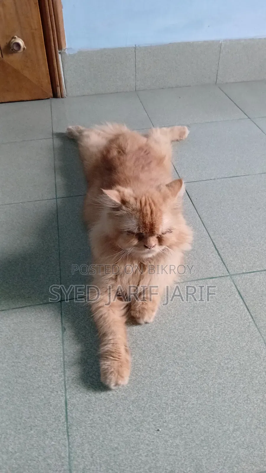 1+ year Male Purebred Persian
