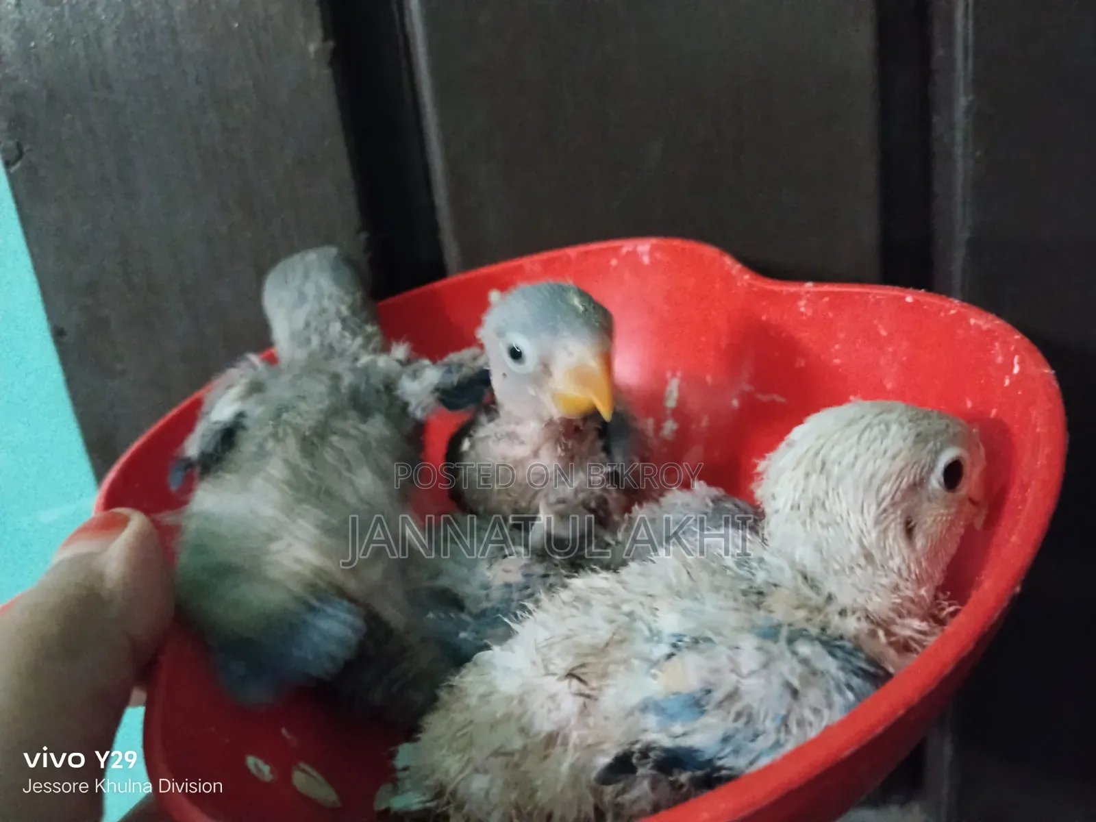 Lovebird Baby
