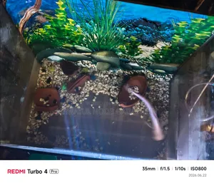 Aquarium 19/20