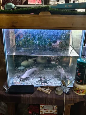 Aquarium 19/20