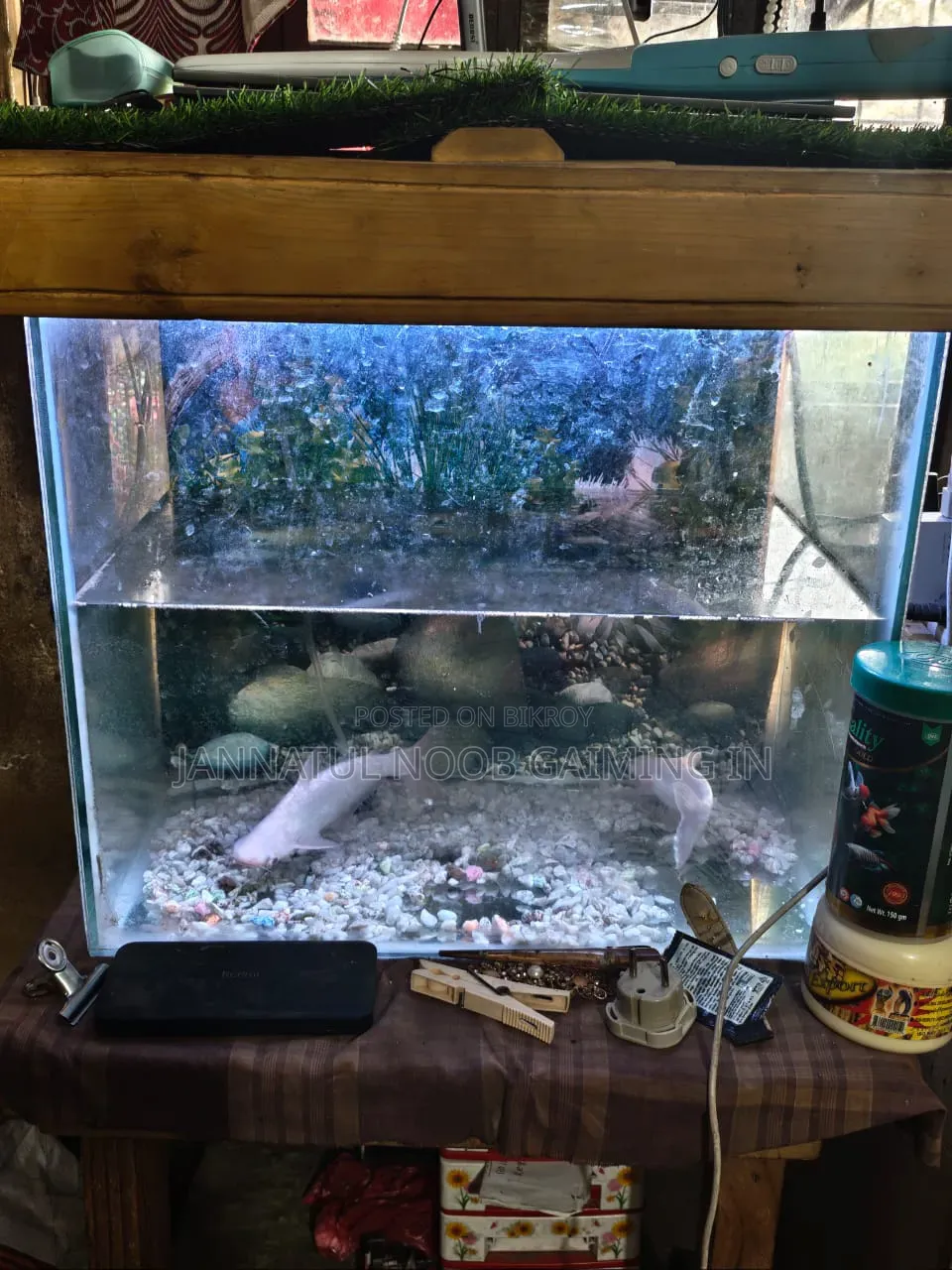 Aquarium 19/20