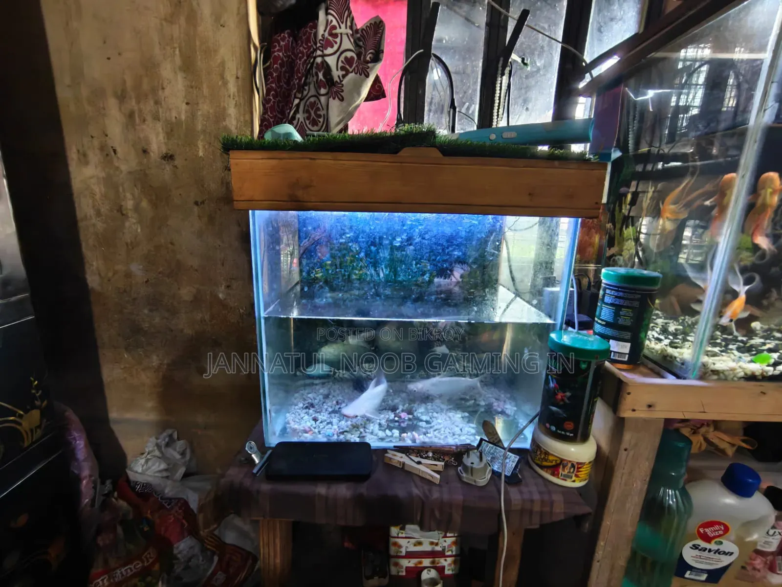 Aquarium 19/20