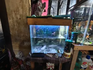 Aquarium 19/20