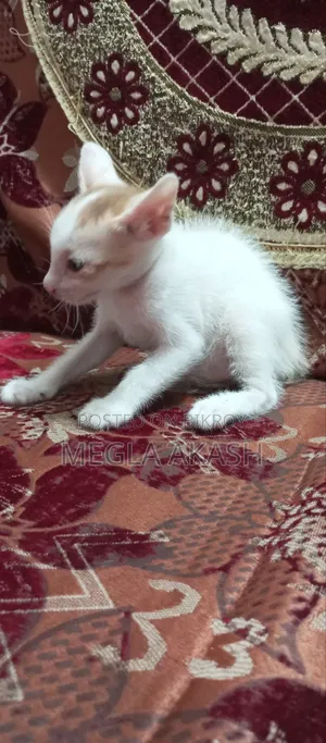 0-1 month Female Purebred Bengal