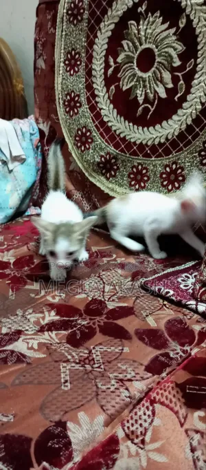 0-1 month Female Purebred Bengal