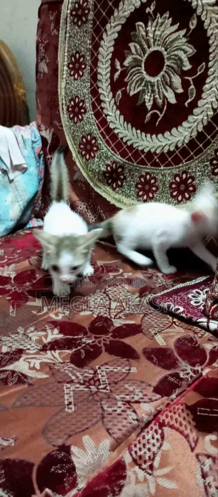 0-1 month Female Purebred Bengal