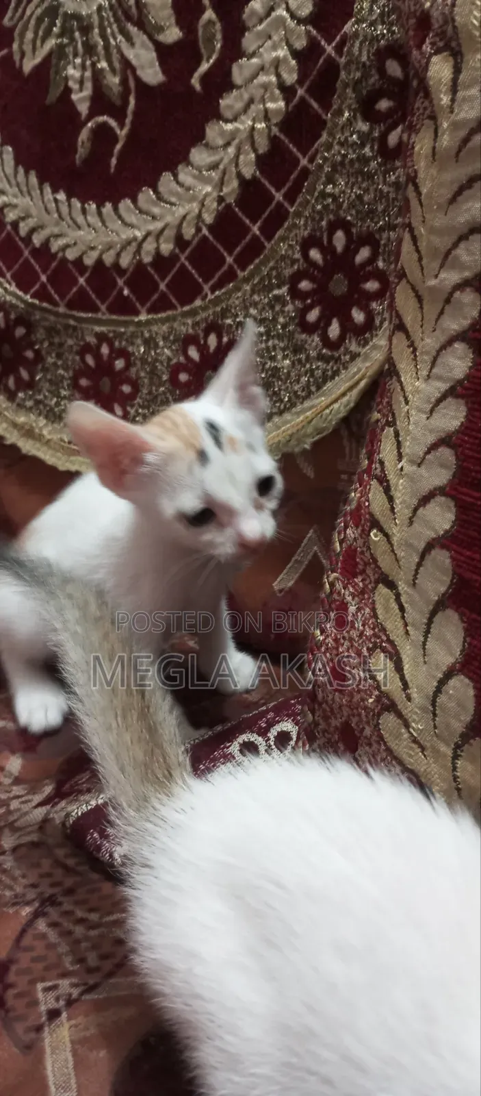 0-1 month Female Purebred Bengal