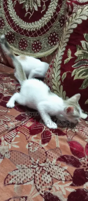 0-1 month Female Purebred Bengal