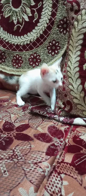 0-1 month Female Purebred Bengal